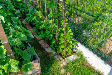Climbing beans in the home garden wrapped around branches, early spring.