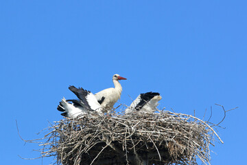 Fototapeta premium White storks in their nest 