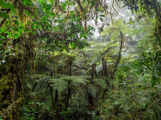 Regenwald im Bwindi Impenetrable National Park, Uganda.