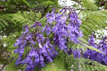 Jacaranda mimosifolia is a sub-tropical tree native to South America flowers detail