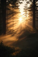 Sunlight penetrates through the misty forest, casting a glow on the foliage 