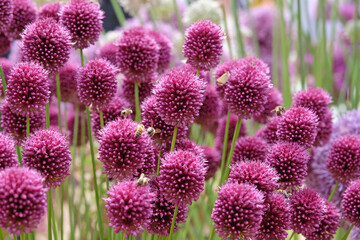 Purple Allium round headed garlic, sphaerocephalon in flower
