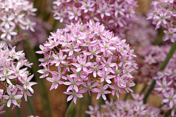 Obraz premium Allium ornamental onion 'Pink Jewel' in flower.