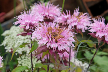 Wild purple bergamot bee balm in flower.