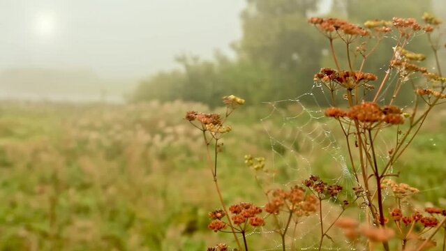 dense fog in an autumn field with wilted hogweed