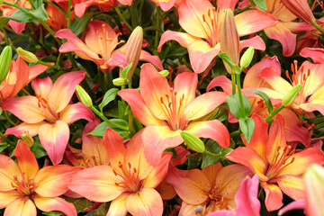 Pink and yellow Asiatic Lily 'Heartstrings' in flower.