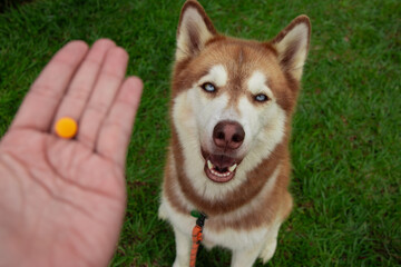 Red siberian husky waiting to take medication © Mariana