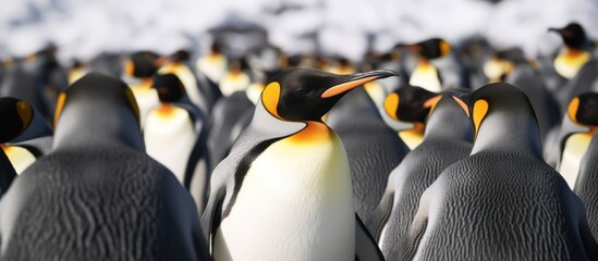 group of penguins white background