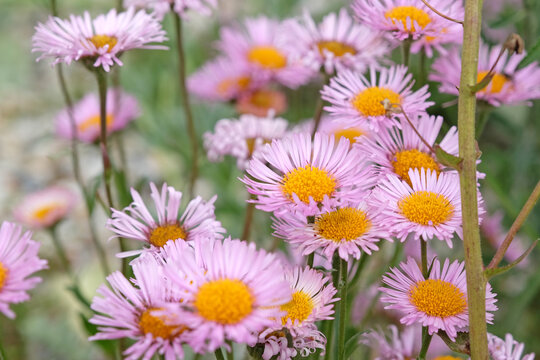 Pink Erigeron, also known as mountain or alpine fleabane in flower.