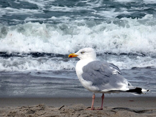 Fototapeta premium Seagull On The Beach