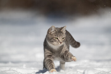 tabby cat playing in the snow in the yard of a home after a winter storm