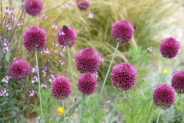 Purple Allium round headed garlic, sphaerocephalon in flower
