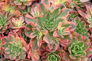 Pretty pink and green Aeonium 'Green Tea'  close up.