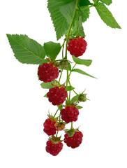 raspberry branches with berries and leaves. fresh raspberries .Healthy and wholesome food concept. Isolated on transparent, png