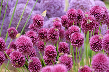 Purple Allium round headed garlic, sphaerocephalon in flower