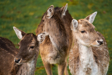 Group of female deer