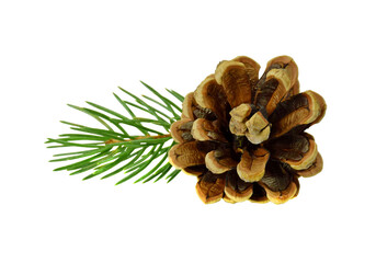 pine cone of conifer plants.Isolated on transparent, png. for card, wrap, invitation.christmas decor