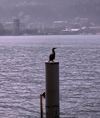 a Gray Heron on Lake Como.