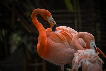 Pink Flamingoes with dark tropical background