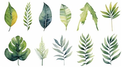 Fototapeta na wymiar Set of watercolor illustrations with different green exotic leaves. Botanical illustration on white background for wedding, congratulations, wallpapers, fashion, backdrops, wrappers, print