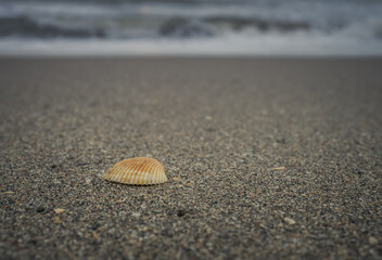 Single shell at low tide on the beach