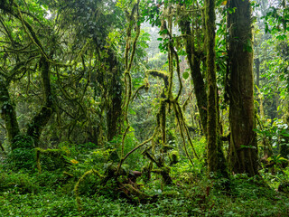 Obraz premium Regenwald im Bwindi Impenetrable National Park, Uganda.