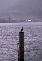 a Gray Heron on Lake Como.