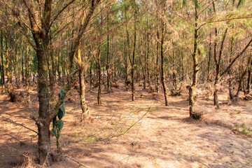 Landscape of plantation on beach of Orissa, India.