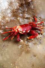 Red Crab in Chilika lake, India