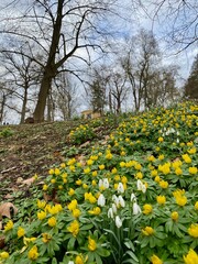 Frühling im Park Hohenrode in Nordhausen