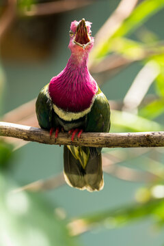 Close-up portrait of a pink-headed fruit dove (Ptilinopus porphyreus) with an open mouth, Indonesia
