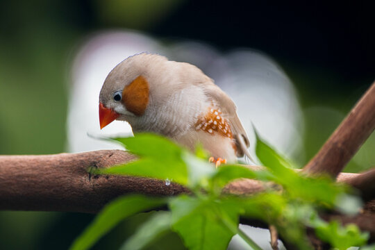 Close-up of a zebra finch on a branch, Indonesia