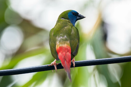 Close-up of a pin-tailed parrotfinch (Erythrura prasina) on a metal pole, Indonesia
