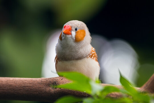 Close-up of a zebra finch on a branch, Indonesia