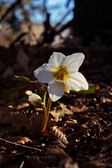A white mountain flower.