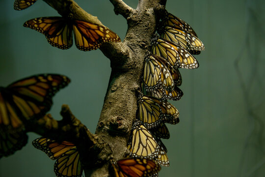 Close-up of a swarm of Monarch butterflies (Danaus plexippus) on a branch, Spain