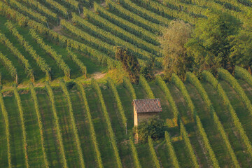 piedmontese vines in a row