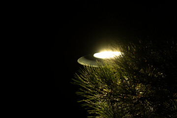 Pine tree branches under street light