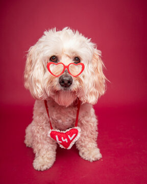Portrait of a white cavapoo wearing heart shaped glasses and a luv pillow against a red background