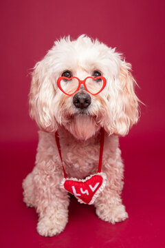 Portrait of a white cavapoo wearing heart shaped glasses and a luv pillow against a red background