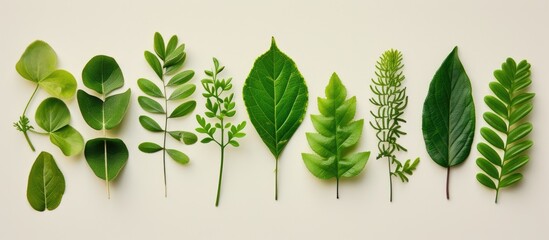 Various green leaves of different shapes and sizes are creatively arranged on a clean white background. This flat lay composition showcases the diversity of foliage in nature. - obrazy, fototapety, plakaty