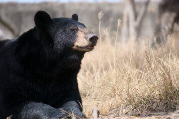 Serene Black Bear in Sunlit Meadow