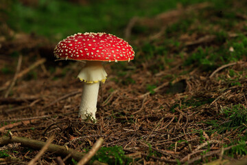 fly agaric mushroom in the forest