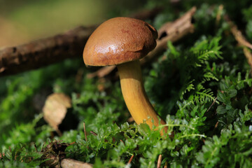 side view of a mushroom on the forest ground