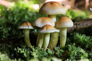side view of a group of mushrroms on the mossy forest ground