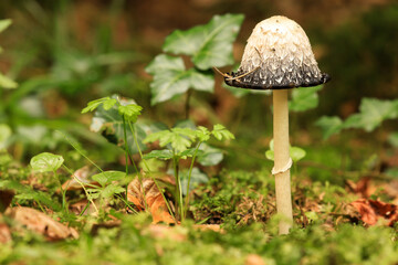 ink cap mushroom