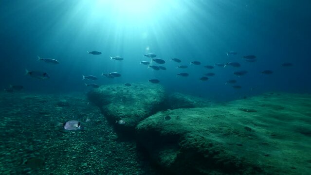 fish scenery underwater underwater mediterranean sea sun shine relaxing ocean scenery sea breams