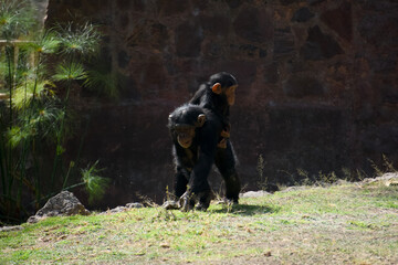 Maternal Moments: Chimpanzee Mother and Child in Harmony