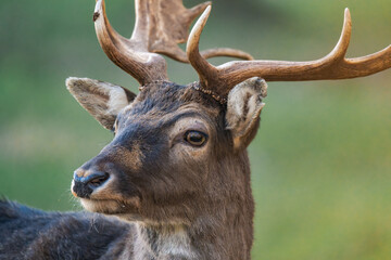 Close up of a male deer buck