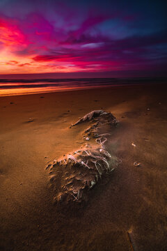 Washed up Polypropylene Woven Bag on beach at sunset, Curonian Spit, Lithuania